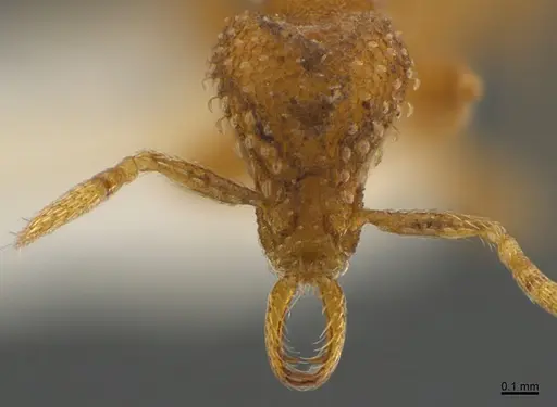 Strumigenys paranax specimen