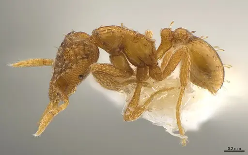 Strumigenys paranax specimen