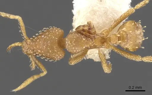 Strumigenys paranax - CASENT0900627