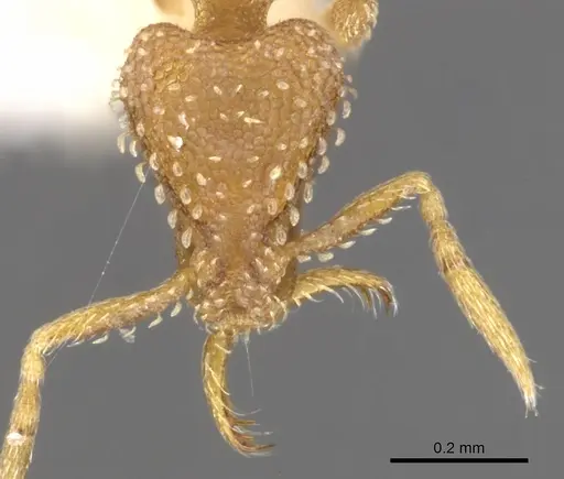 Strumigenys paranax - CASENT0900627