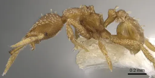 Strumigenys paranax - CASENT0900627