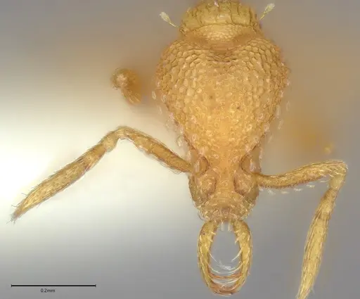 Strumigenys paranax - CASENT4036275