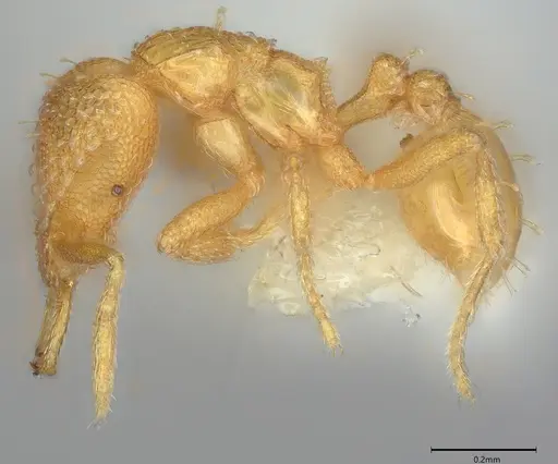 Strumigenys paranax - CASENT4036275