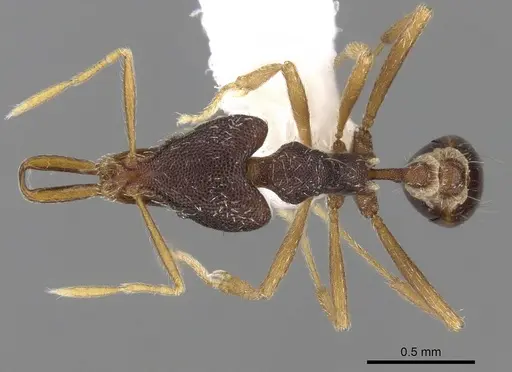 Strumigenys paranetes - CASENT0280758