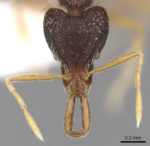 Strumigenys paranetes - CASENT0280758