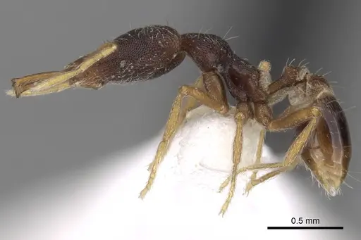 Strumigenys paranetes - CASENT0280758