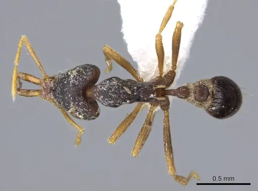 Strumigenys paranetes - CASENT0914857