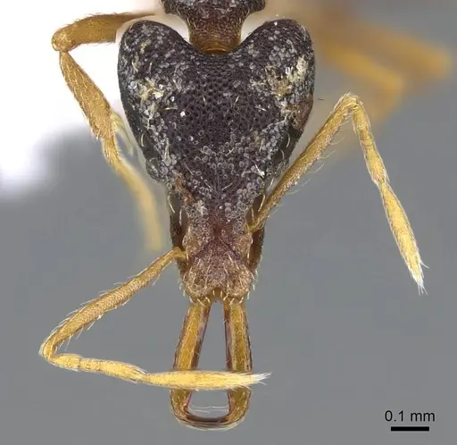 Strumigenys paranetes - CASENT0914857