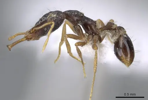 Strumigenys paranetes - CASENT0914857