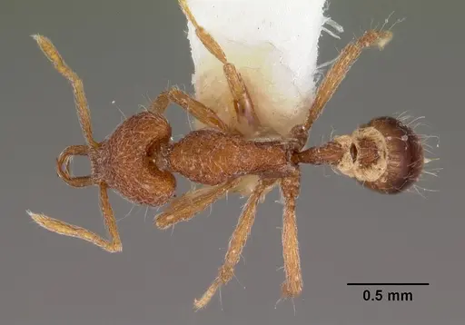 Strumigenys paraposta specimen