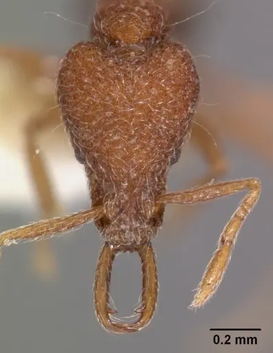 Strumigenys paraposta specimen
