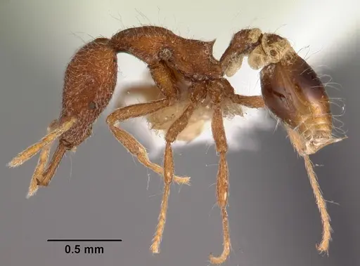 Strumigenys paraposta specimen