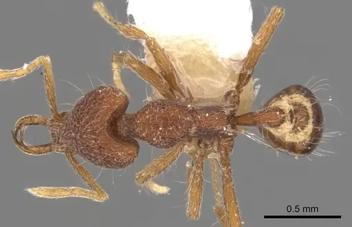 Strumigenys paraposta - CASENT0900795