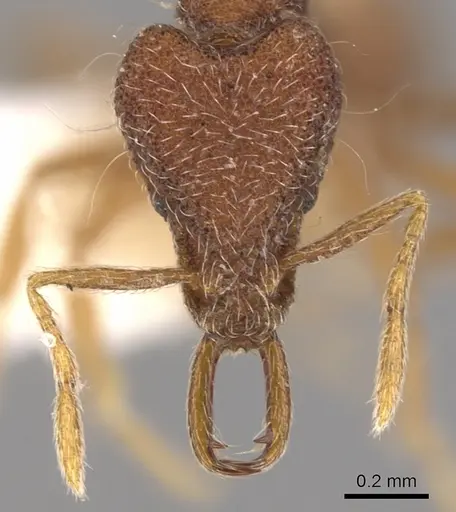 Strumigenys paraposta - CASENT0900795