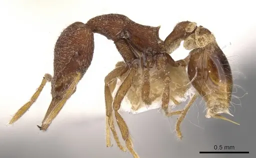 Strumigenys paraposta - CASENT0900795