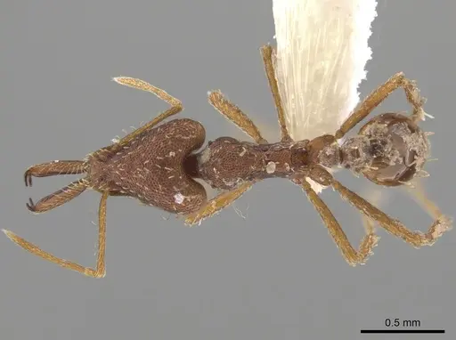 Strumigenys pariensis specimen