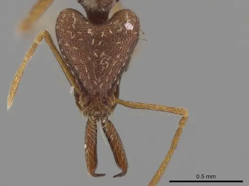 Strumigenys pariensis specimen