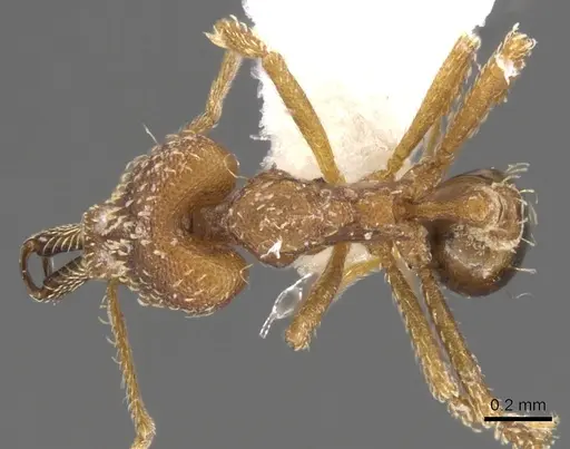 Strumigenys pariensis - CASENT0900446