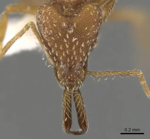 Strumigenys pariensis - CASENT0900446