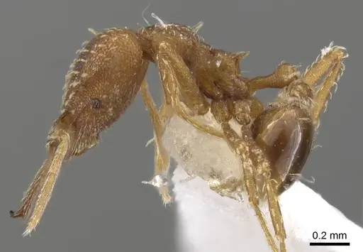 Strumigenys pariensis - CASENT0900446