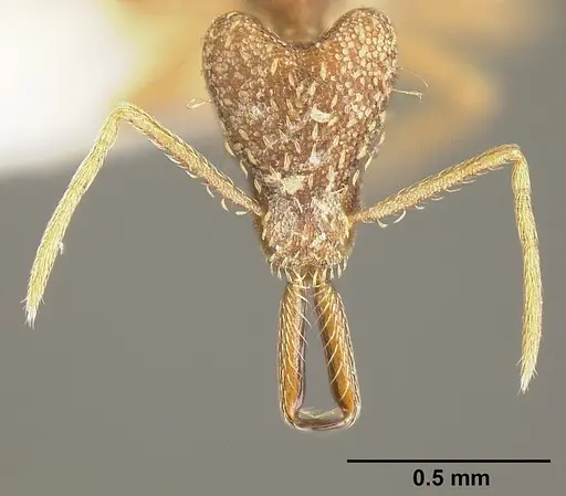 Strumigenys pariensis - INBIOCRI001283773