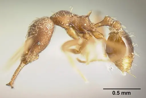 Strumigenys pariensis - INBIOCRI001283773