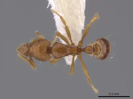 Strumigenys parsauga specimen