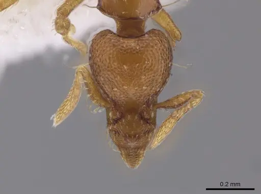 Strumigenys parsauga specimen