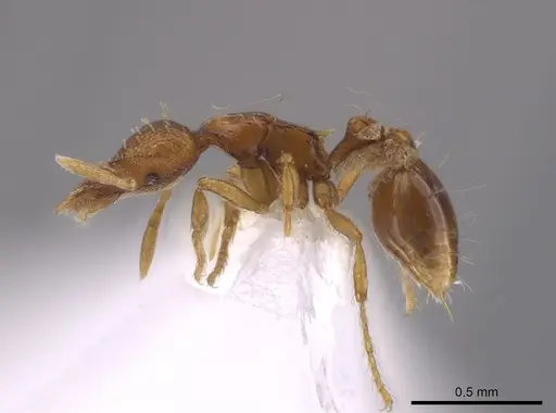 Strumigenys parsauga specimen