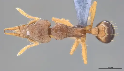 Strumigenys pasisops specimen