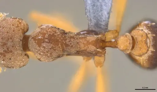 Strumigenys pasisops specimen