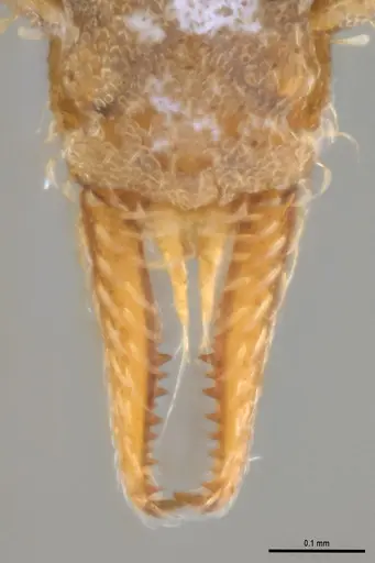 Strumigenys pasisops - ANTWEB1053490