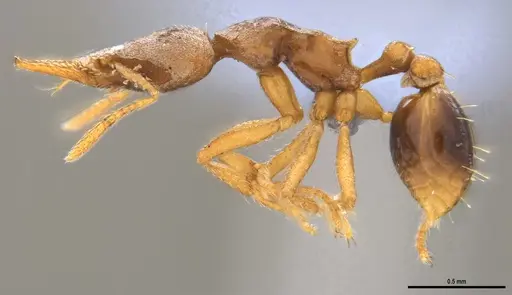 Strumigenys pasisops - ANTWEB1053490