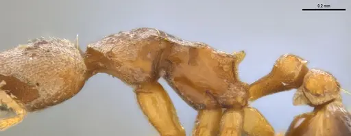 Strumigenys pasisops - ANTWEB1053490