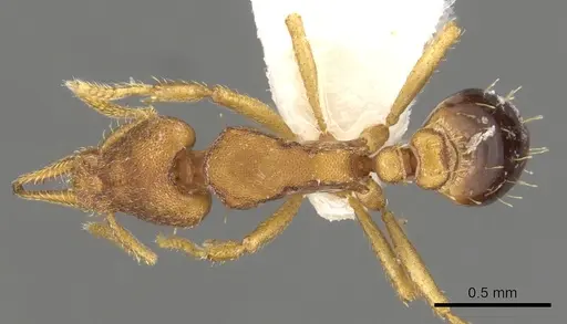 Strumigenys pasisops - CASENT0900185