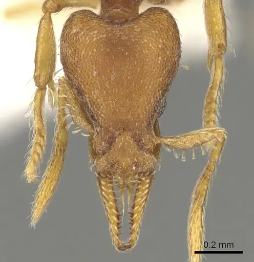 Strumigenys pasisops - CASENT0900185