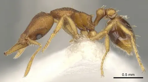 Strumigenys pasisops - CASENT0900185