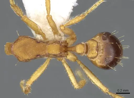 Strumigenys pasisops - CASENT0914609