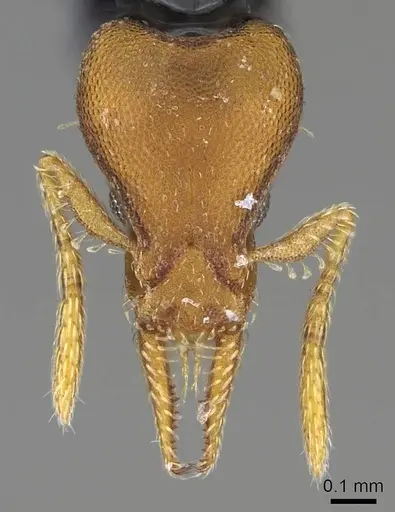 Strumigenys pasisops - CASENT0914609
