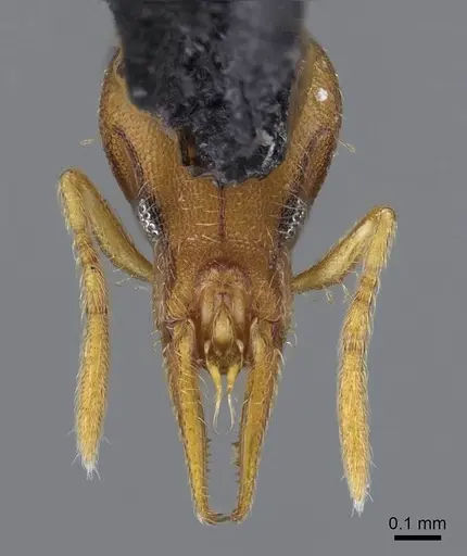 Strumigenys pasisops - CASENT0914609