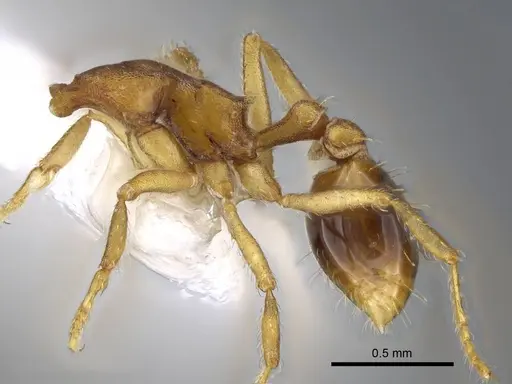 Strumigenys pasisops - CASENT0914609