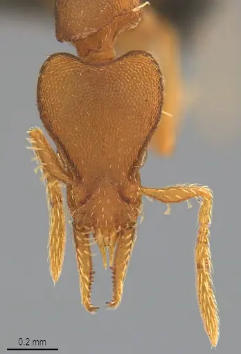 Strumigenys pasisops - CASENT4036121