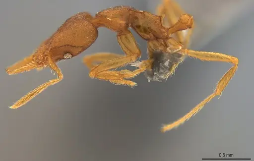 Strumigenys pasisops - CASENT4036121