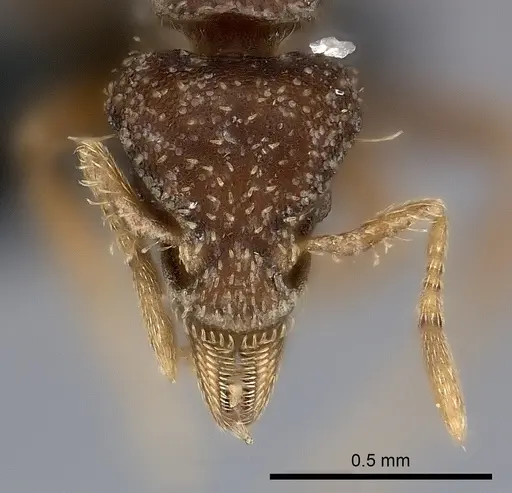 Strumigenys pedunculata specimen