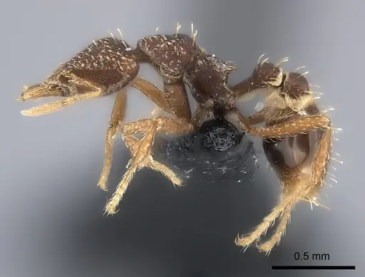 Strumigenys pedunculata specimen