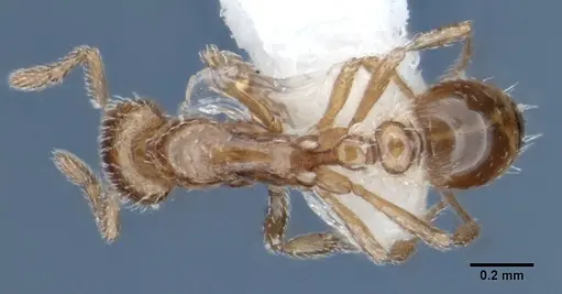 Strumigenys peetersi specimen