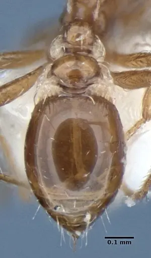 Strumigenys peetersi specimen