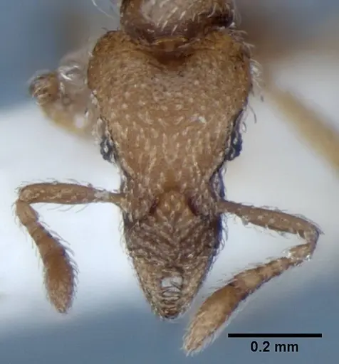 Strumigenys peetersi specimen