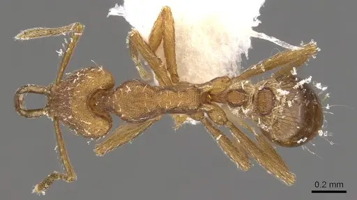 Strumigenys peraucta specimen