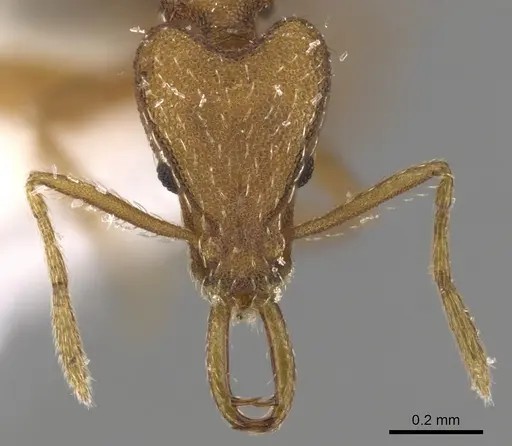 Strumigenys peraucta specimen